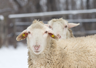 Two sheep