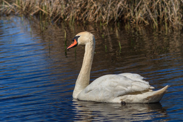 white swan