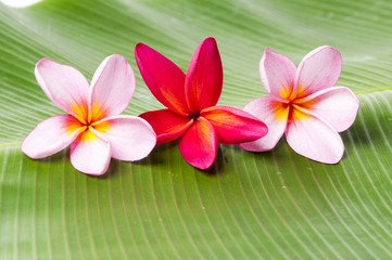 Pink and Red Frangipani Flowers