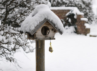 Bird feeding at winter