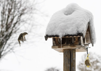 Bird feeding at winter