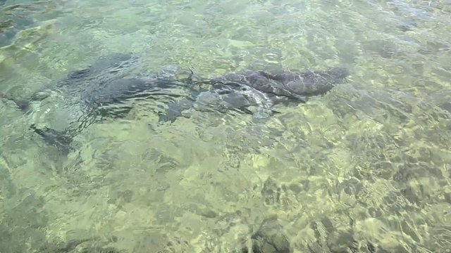 Marine-life swimming in water - Dolphins vid 6