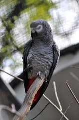 Graupapagei