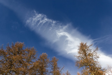 Alberi e nuvola in cielo