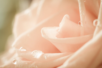 Fototapeta premium pastel rose