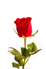 Single beautiful red rose isolated on white background