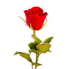 Single beautiful red rose isolated on white background