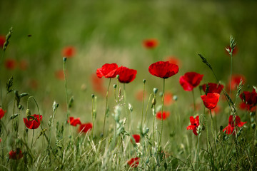 Spring Poppy Flowers