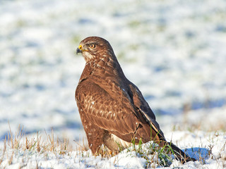 Common buzzard (Buteo buteo)