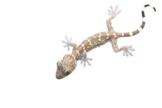 Gecko isolated on white background