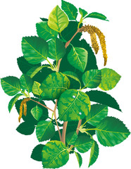 green branch of birch tree whis drops of water on leaves