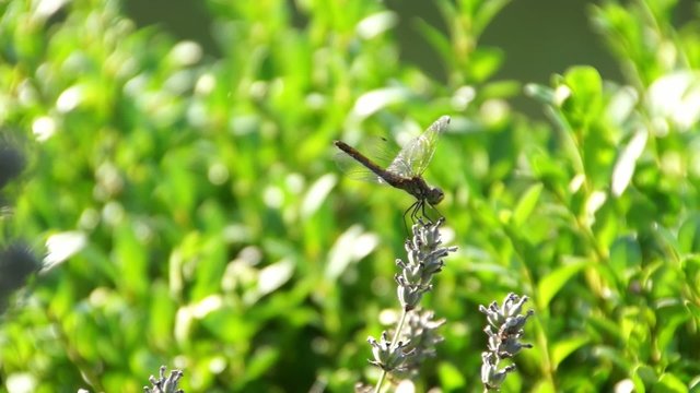 Libelle im Anflug