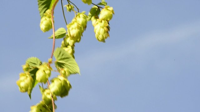 Hopfen,reife Zapfen