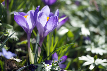 Crocuses outdoors close up