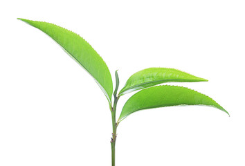Fototapeta premium Green tea leaf isolated on white background.