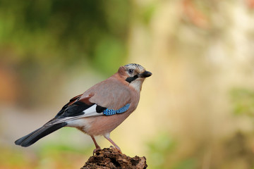 eurasian jay