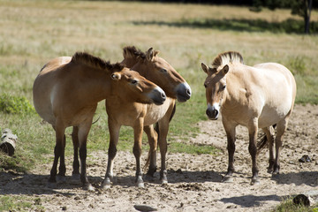 Fototapeta premium Przewalski's (rare horse breed)