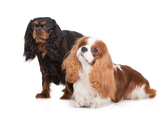 two cavalier king charles spaniel dogs on white