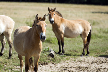 Naklejka na ściany i meble Przewalski's (rare horse breed)