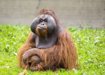 Orangutan © fluffandshutter