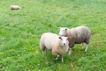 Obraz na płótnie Canvas Sheep on meadow