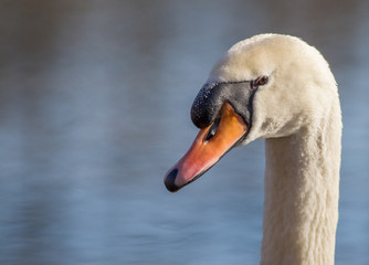 Cigno reale