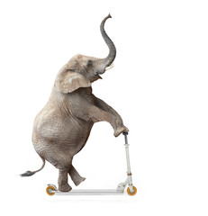African elephant (Loxodonta africana) riding a push scooter. - 76745992