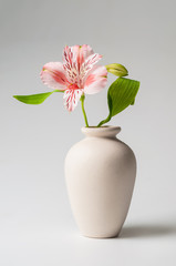 lily in vase - 76746105