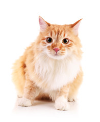 Red cat isolated on white background