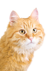 Portrait of red cat on white background