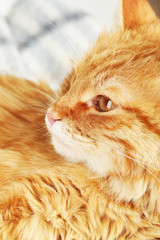 Fototapeta premium Red cat on warm plaid, closeup