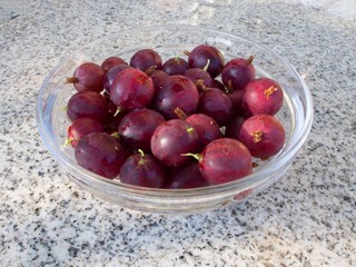 Harvested gooseberry fruits in small bowl