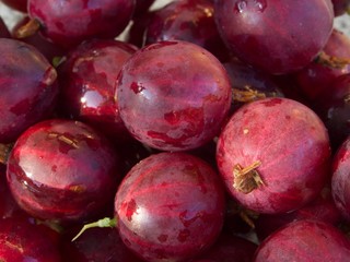 Harvested gooseberry fruits