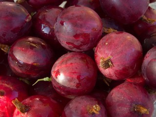 Harvested gooseberry fruits