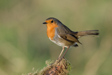 robin