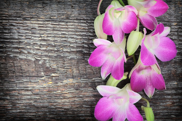 Cymbidium