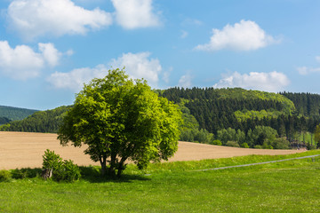 Wonderful green landscape
