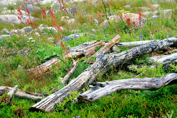 Branches piled up in the green grass