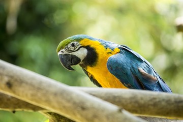 Blue & Yellow McCaw Parrot