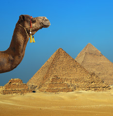 camel in front of pyramid in Egypt