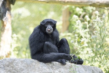 Siamang Gibbon