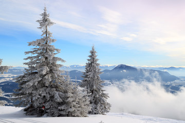 Fototapeta na wymiar snow-covered fir on the hillside