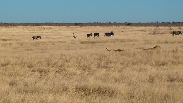 Male lions zebras background Etosha Namiba Africa