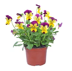 Photo sur Plexiglas Pansies pot de viola cornuta