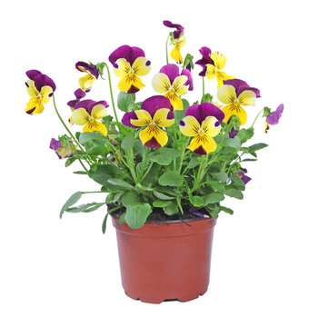 pot de viola cornuta