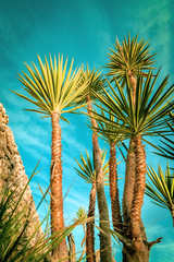 Naklejka na ściany i meble Palm trees silhouette on sunset tropical beach.