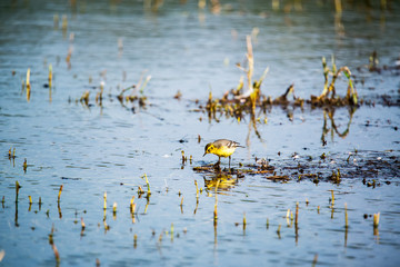 Western yellow wagtail -  Motacilla flava in pond
