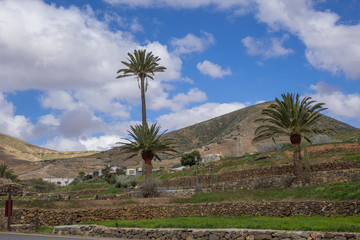 Fototapeta na wymiar Palm trees in Betancuria Fuerteventura Canary islands Las palmas