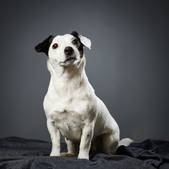 Jack Russell terrier female