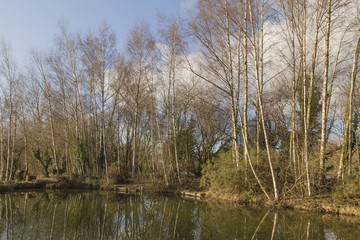 Woodland Waters